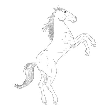 Vector Sketch Rearing Horse