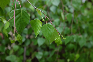 Betula verrucosa ROTH. (Youngii), outdoor plants 2020