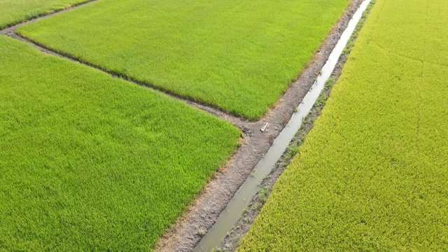 Aerial view over green rice field.