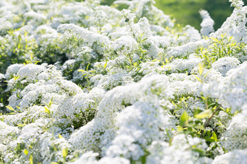 White Japan Spirea, selective focus. Beautiful Spring flowers shrubs with small white blossom