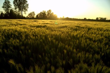 Zachód słońca w tle. Zielone pole jęczmienia w Polsce.