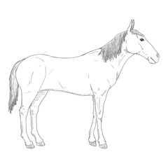 Vector Sketch Standing Horse