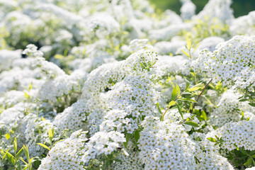 White Japan Spirea, selective focus. Beautiful Spring flowers shrubs with small white blossom