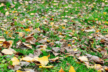 Fallen yellow leaves in the Park, texture, autumn concept