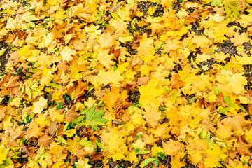Fallen yellow maple leaves in the Park, texture, autumn concept