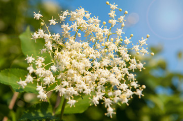 Obraz premium White beautiful flowers on the tree. Blue sky