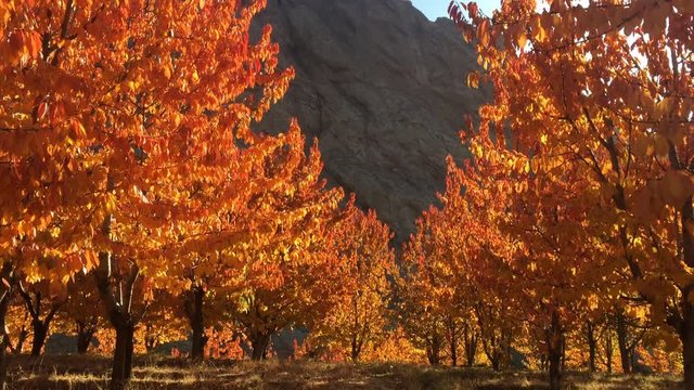 Alamut Castle