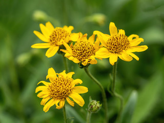 Close view of yellow Arnica(Arnica Montana) herb blossom.Shallow depth of field
