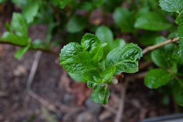 Hydrangea macropphylla (Hydrangeaceae), outdoor plants 2020