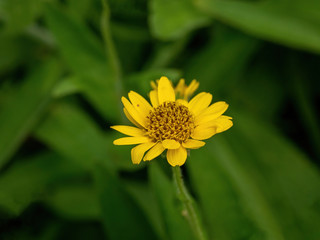 Close view of yellow Arnica(Arnica Montana) herb blossom.Shallow depth of field