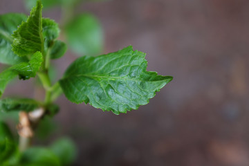 Hydrangea macropphylla (Hydrangeaceae), outdoor plants 2020