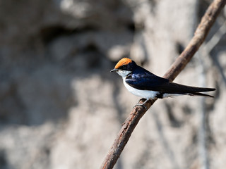 Closeup of a wire-tailed swallow (Hirundo smithii) sitting on a branch on the river bank, Namibia