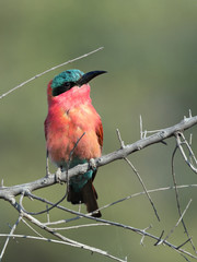 Closeup of a colorful Southern Carmine Bee-eater (Merops nubicoides) sitting on a dead branch, Namibia