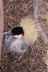 Fototapeta premium Bird Crane