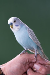 A Parakeet resting on a human hand