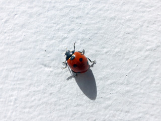 Ladybug and its shadow, on a white wall.
