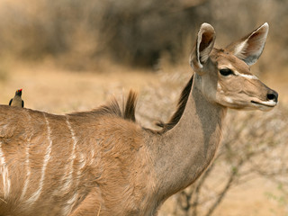 Portrait of a Greater kudu (Tragelaphus strepsiceros), Namibia
