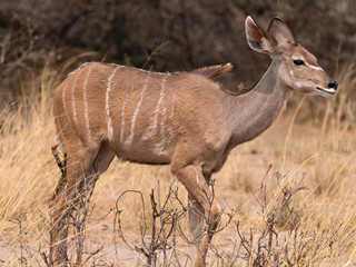 Closeup of a Greater kudu (Tragelaphus strepsiceros) walking through dry yellow grass, Namibia
