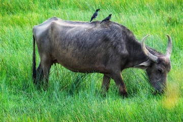 wild buffalo grazing on grass in the jungle wildlife india