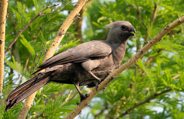 Closeup of a Grey Go-away-bird (Corythaixoides concolor) perched on a branch, Namibia