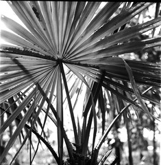 palm tree in the north Mediterranean park, detail