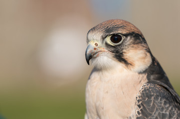 Bird of Prey gazing intensely towards prey