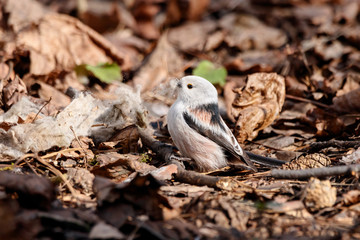 Long-tailed tit aegithalos caudatus collecting nest material from trash wet napkin gathering fluff from cloth. Cute little bird in wildlife.