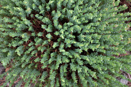 Hypericum olympicum (Hypericaceae), outdoor plants 2020