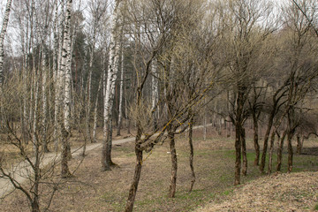Obraz premium forest path in early spring