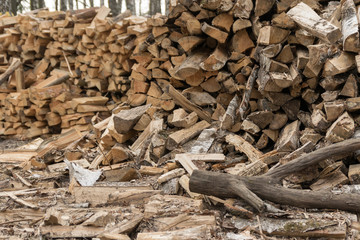 a pile of firewood lies in the forest. beautiful forest landscape