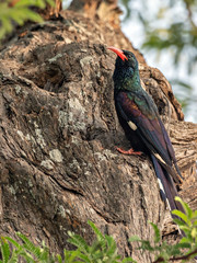 Glossy Green Woodhoopoe (Phoeniculus purpureus) sitting on an old tree, Botswana