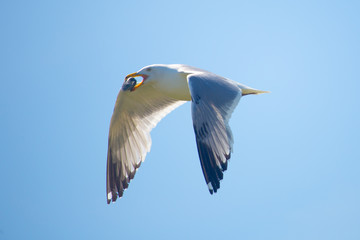 Flying Seagull with a Snack