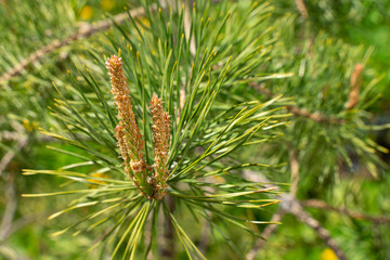 Naklejka na ściany i meble young shoots of pine. natural background