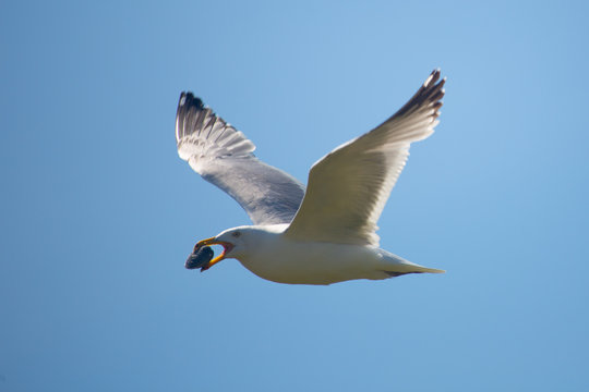 Flying Seagull with a Snack