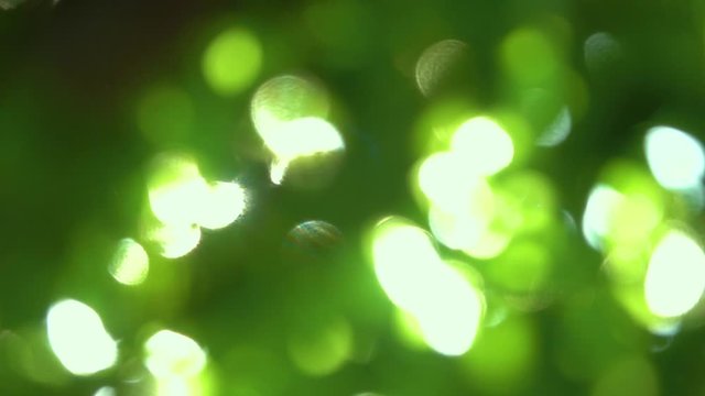 新緑　木漏れ日　スーパースローモーション　8倍速　240fps
