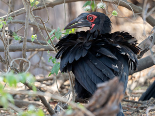 Closeup of a Southern Ground-Hornbill (Bucorvus leadbeateri) with ruffled feathers, Botswana