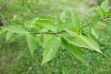 Diospyros virginiana L. (Ebenaceae), outdoor plants 2020
