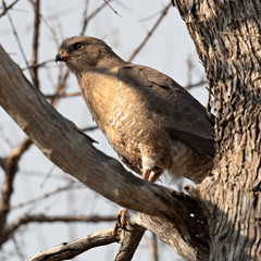 Closeup of a juvenile Dark Chanting-Goshawk (Melierax metabates) perched on a tree, Namibia