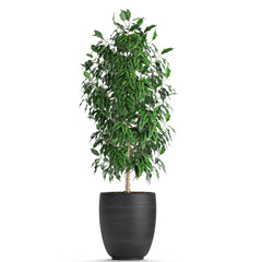 decorative Ficus benjamina in a black pot Isolated on a white background