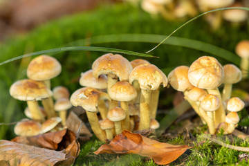 Zoomland Bergen Op Zoom