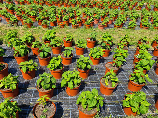topfpflanzen bei einer gärtnerei