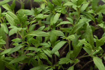 green sprouts are preparing for planting in the ground
