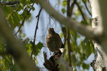 portrait of young blackbird on a branch