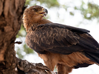 Fototapeta premium Closeup of a Lesser Spotted Eagle (Clanga Pomarina) perched on a tree with feathers of its prey in its beak, Namibia