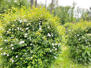 Trees and shrubs with white flowers in a spring garden. Free space.Defocus light background.