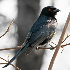Closeup of a Fork-tailed Drongo (Dicrurus adsimilis) with red eyes, long tail and hooked bill perched on a branch, Namibia