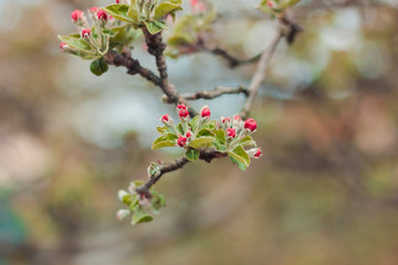 Apple tree blossom in spring. Pink buds and green leaves. Spring background. Space for text. 