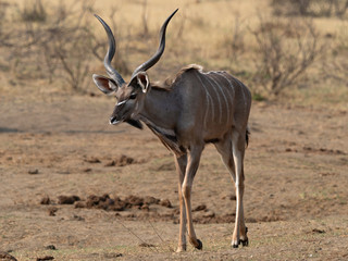 Naklejka na ściany i meble Closeup of a male Greater Kudu (Tragelaphus strepsiceros) with long twisted horns walking through the savanna of Namibia