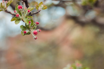 Apple tree blossom in spring. Pink buds and green leaves. Spring background. Space for text. 