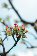 Apple tree blossom in spring. Pink buds and green leaves. Spring background. Space for text. 